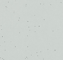 Линолеум Forbo Sphera Energetic 50205 inox фото 1 | FLOORDEALER